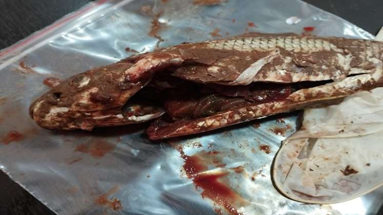 La mortandad de peces encendió las alarmas para que se haga el monitoreo de los ríos en el Catatumbo./ Foto: Cortesía.