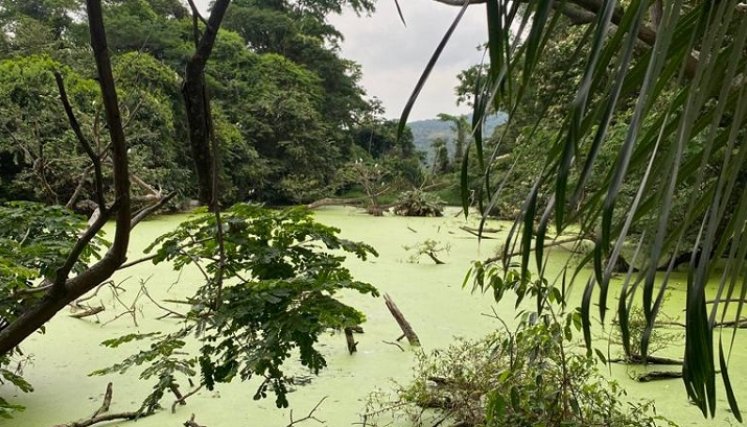 Actualmente Corponor, junto con la Secretaria de Medio Ambiente de la Gobernación de Norte de Santander y empresas del sector privado como Termotasajero S.A E.S.P, que se han vinculado activamente a este ejercicio, trabajan en pro de la declaratoria del humedal El Tinal, ubicado en zona rural de San Cayetano.