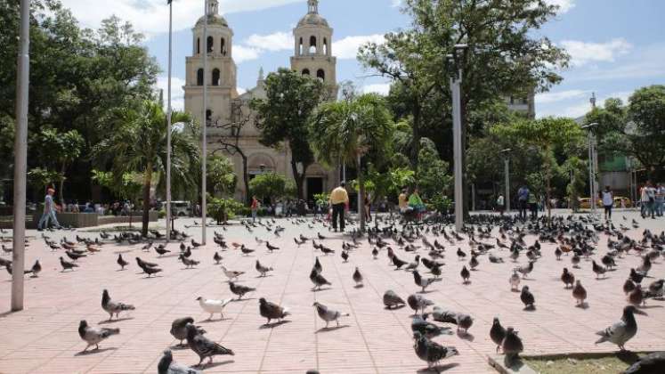 Las palomas hacen mayoría en el parque Santander/Foto La Opinión