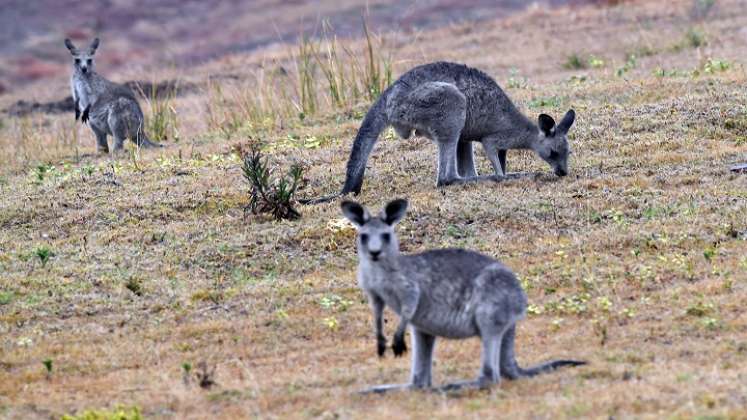 Canguros. / Foto: AFP