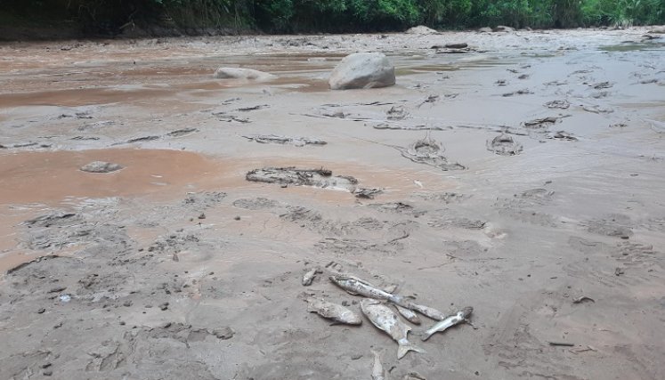 Campesinos emprenden campaña para rescatar las especies endémicas en el Catatumbo.