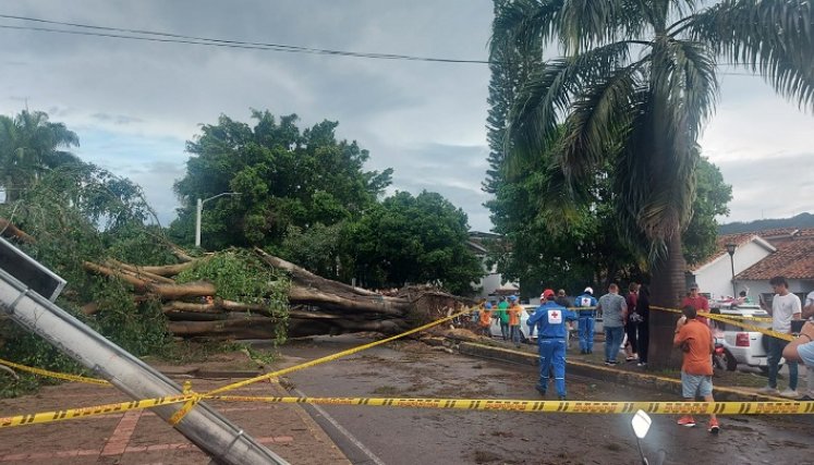 Se trató de la caída de un gigantesco árbol de ficus. Tres vehículos quedaron atrapados /Fotos La Opinión.