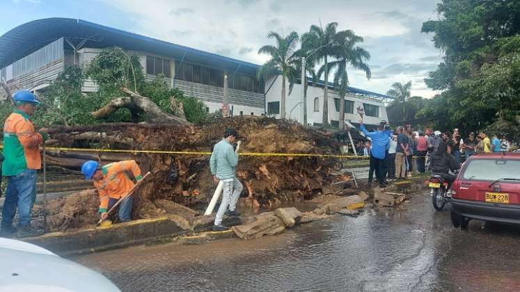 Se trató de la caída de un gigantesco árbol de ficus. Tres vehículos quedaron atrapados /Fotos La Opinión.