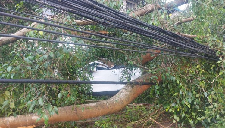 Se trató de la caída de un gigantesco árbol de ficus. Tres vehículos quedaron atrapados /Fotos La Opinión.