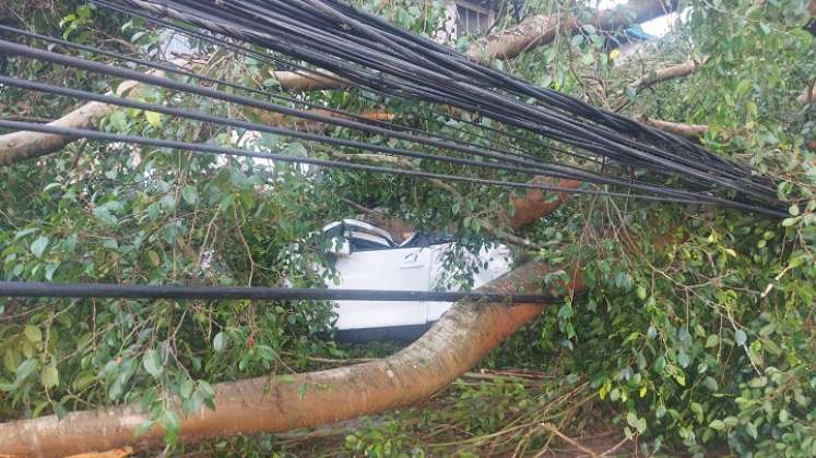 Se trató de la caída de un gigantesco árbol de ficus. Tres vehículos quedaron atrapados /Fotos La Opinión.