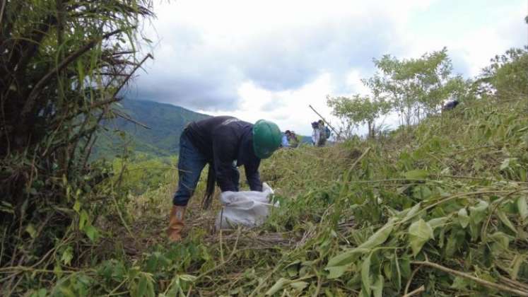 El compromiso de la alcaldía es sembrar 110 mil árboles./ Fotos: Cortesía / La Opinión 