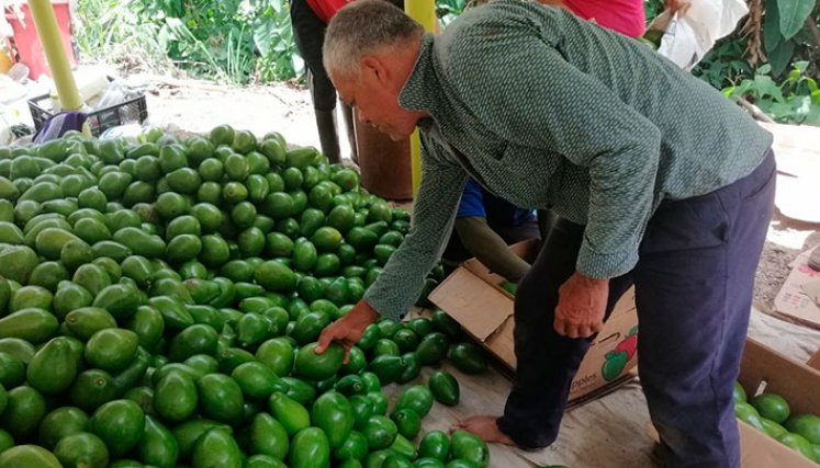 En el primer año, se invertirán más de $7.429 millones en el sector del aguacate de Norte de Santander. Foto Archivo La Opinión