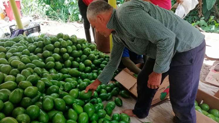 En el primer año, se invertirán más de $7.429 millones en el sector del aguacate de Norte de Santander. Foto Archivo La Opinión