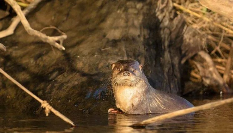 Gripe aviar se extiende por costas de Chile y mata a casi 9.000 especies