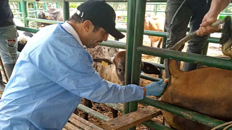 Expertos del Instituto Colombiano Agropecuario visitan fincas de 29 municipios. / Foto: Cortesía