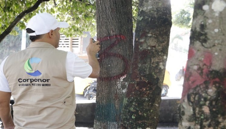 En Ocaña los árboles pasan a revisión fitosanitaria donde los expertos determinan si son talados. /Foto: Cortesía.