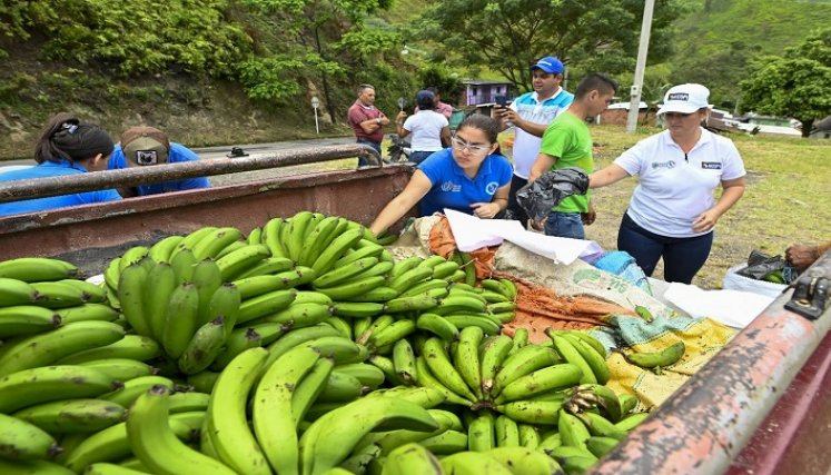 Los labriegos claman la condonación de las deudas para resarcir las pérdidas. / Cortesía.