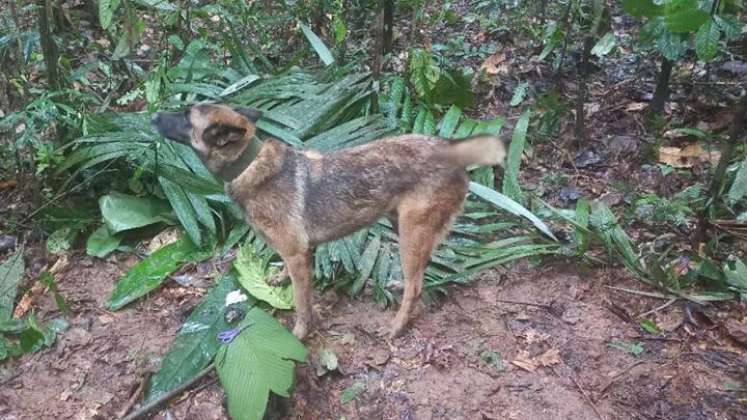 Niños desparecidos en la selva 