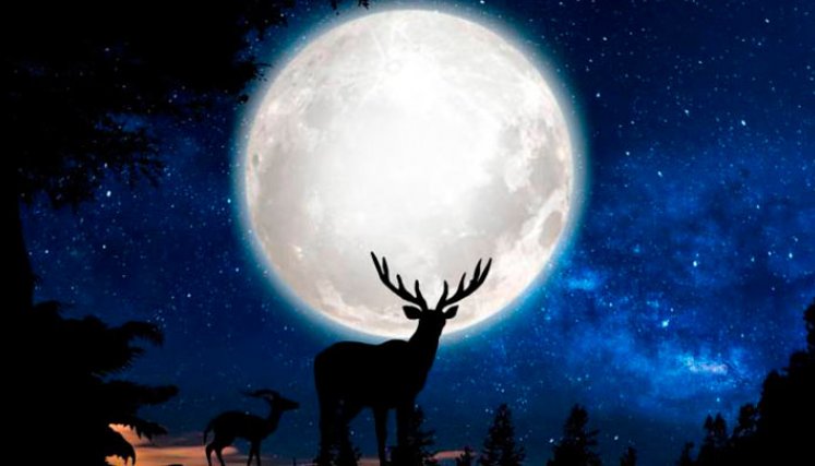 luna cuervo
