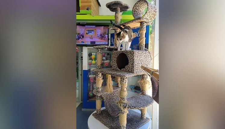 Son muchos los accesorios suntuosos que se encuentran en el mercado para el cuidado de las mascotas.
