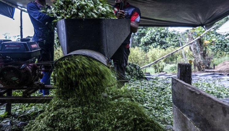 producción de coca en Colombia