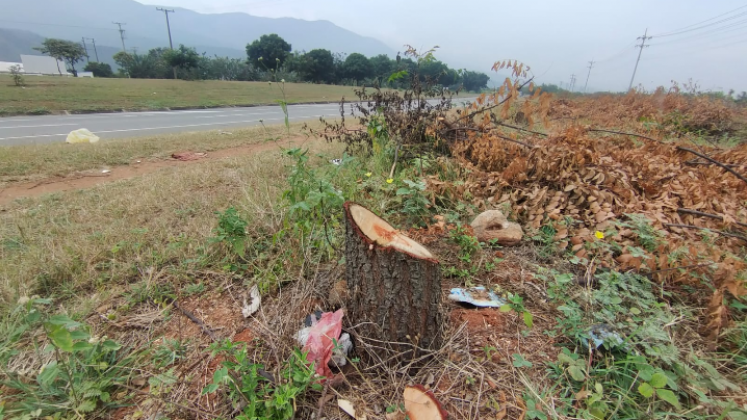 Tala de árboles en Pamplona