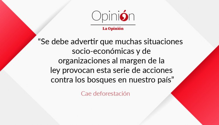 Cae deforestación