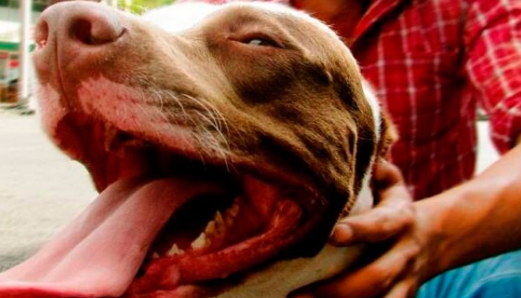 pitbull