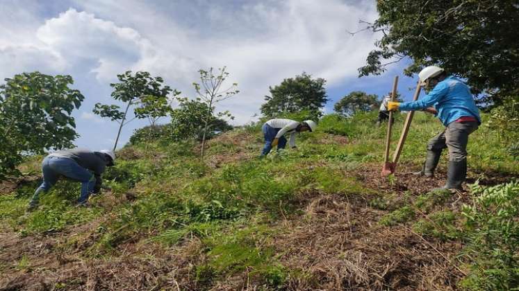 Las mujeres campesinas reforestan las cuencas hidrográficas de Ocaña./ Cortesía.