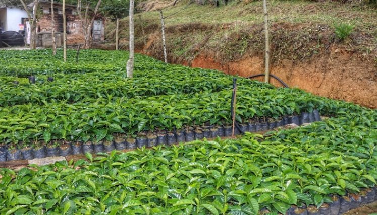 La acción ha sido recibida con gratitud por parte de la comunidad. Les entregaron 15 mil plántulas para mujeres productoras/Fotos Cortesía