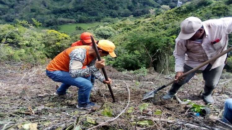 Los productores de Ocaña y zona del Catatumbo ven con buenos ojos el reconocimiento a esa labor del campesino./ Fotos Cortesía.