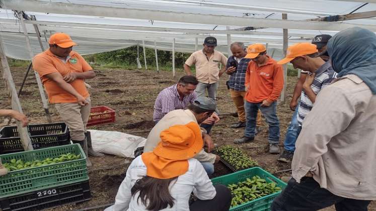 Los productores de Ocaña y zona del Catatumbo ven con buenos ojos el reconocimiento a esa labor del campesino./ Fotos Cortesía.