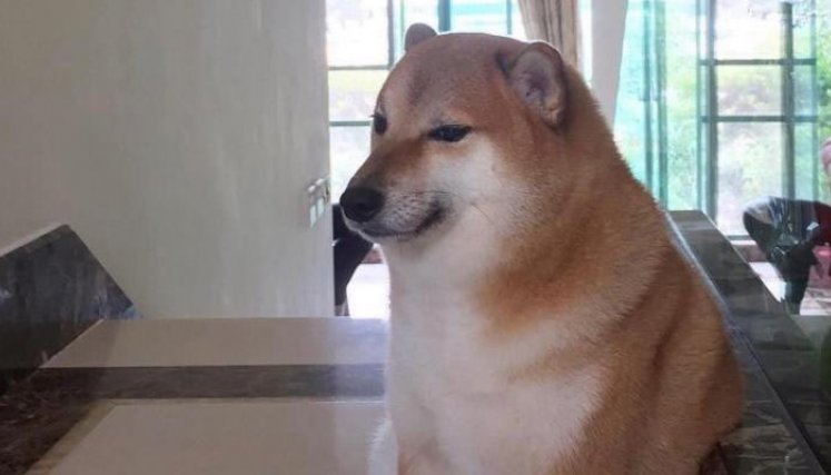 Cheems, perro viral. 
