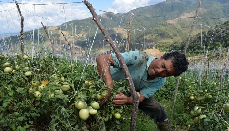 La falta de planeación estratégica y políticas certeras de comercialización de la pulpa llevaron al traste la planta procesadora.