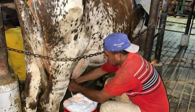 Producción de leche en Táchira