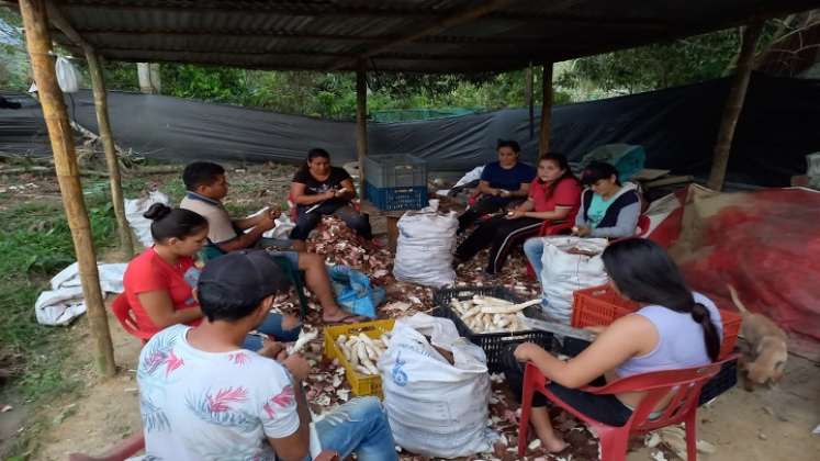 Cultivadores de yuca buscan espacios internacionales para la comercialización del producto. / Foto: Cortesía