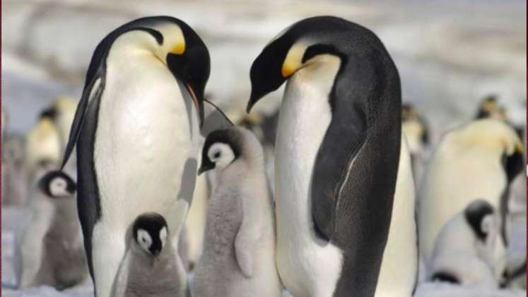 pinguinos