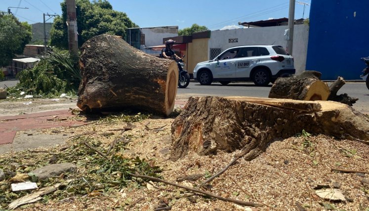 Árbol de samán talado en Barrio Nuevo