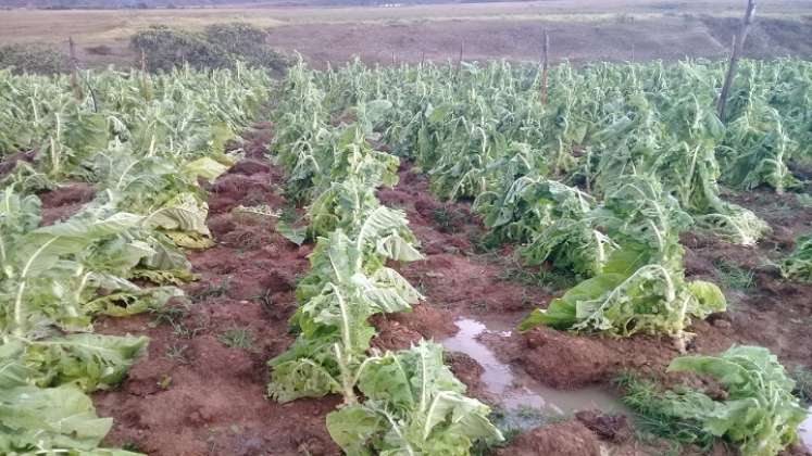 Grandes pérdidas económicas reportan los cultivadores de Ábrego/ Fotos: Cortesía.
