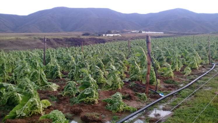 Grandes pérdidas económicas reportan los cultivadores de Ábrego/ Fotos: Cortesía.