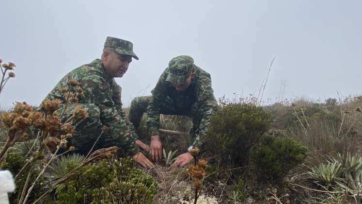 Soldados siembran frailejón en zona de páramo