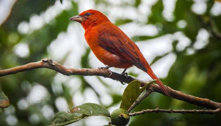 Aves migratorias pasan por Norte de Santander