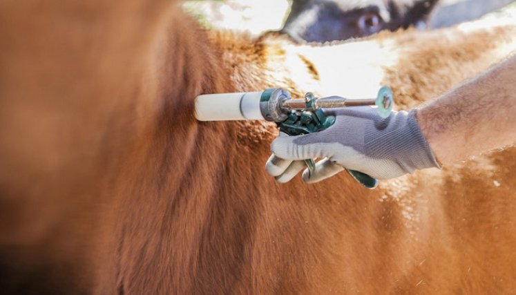 Autoridades de salud animal y agrícola de Colombia y Venezuela se reúnen en Cúcuta para establecer trabajos conjuntos. Foto cortesía / La Opinión 