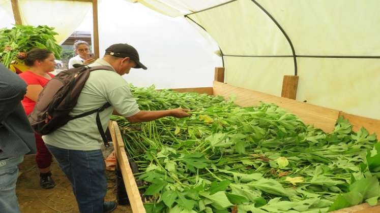 Una alternativa para la transformación de las costumbres agrícolas se implementa a través de las bio fábricas en la zona del Catatumbo.