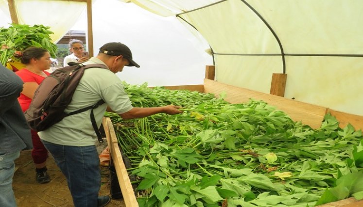 Una alternativa para la transformación de las costumbres agrícolas se implementa a través de las bio fábricas en la zona del Catatumbo.