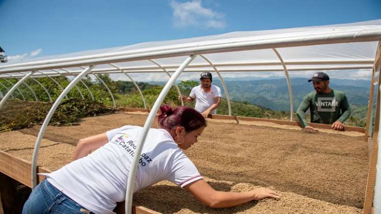 Una alternativa para la transformación de las costumbres agrícolas se implementa a través de las bio fábricas en la zona del Catatumbo.