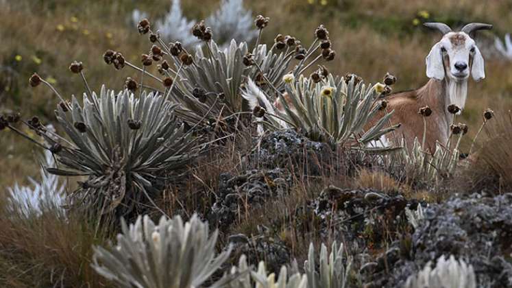 COP16 sobre biodiversidad 