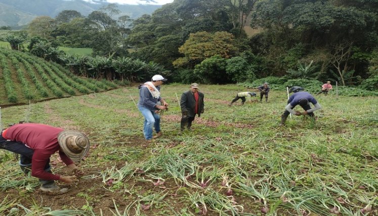 Los cultivadores reclaman auxilios especiales para superar la crisis alimentaria. /Fotos La Opinión