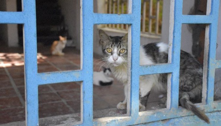 Según la Ley 5054 de 2020, mientras no se tenga un centro de bienestar animal público, el municipio deberá apoyar las labores de los refugios o fundaciones animales.