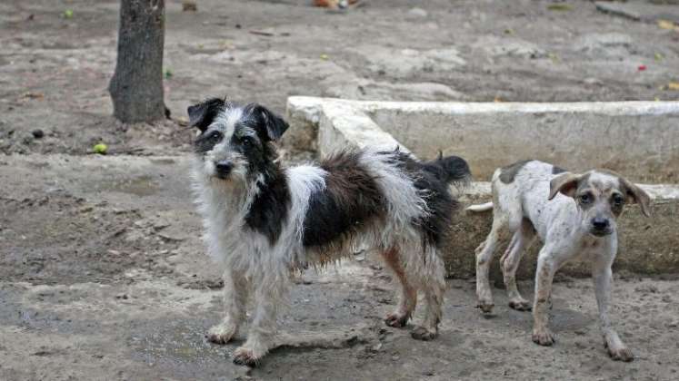 Si detecta algún animal silvestre en problemas, comuníquese con Corponor a la línea 5828484.