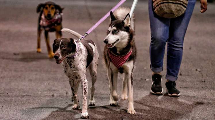 Las mascotas aumentan la felicidad en casa, entendida como lugar emocional