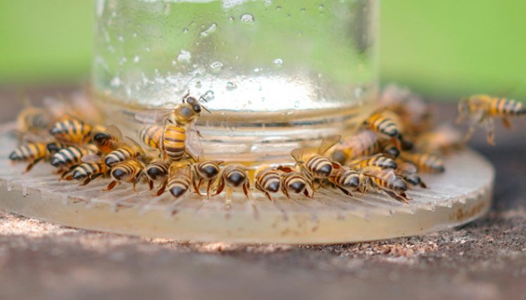 Abejas