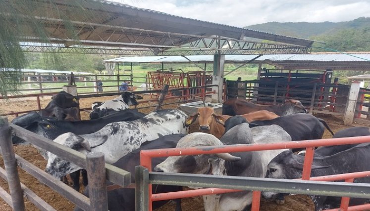 La Federación Colombiana de Ganaderos, Fedegán, capacitó a los campesinos sobre las buenas prácticas agropecuarias./ Foto: Cortesía