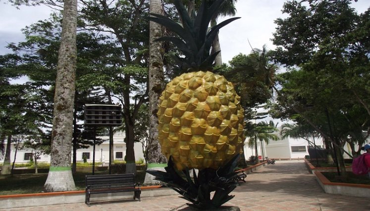 Para sembrar una hectárea de piña se requiere una inversión de $25 millones. / Fotos: Cortesía / La Opinión