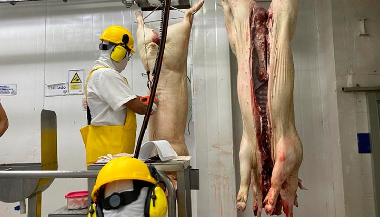 La tecnificación de los procesos de crianza y sacrificio del cerdo impulsará la productividad y competitividad de los poricultores de la región./ Foto Cortesía